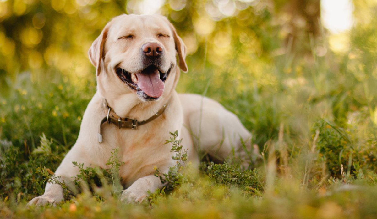 Explore the Best Pet-Friendly Beaches and Parks: A Guide for Traveling Paws!